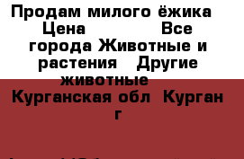 Продам милого ёжика › Цена ­ 10 000 - Все города Животные и растения » Другие животные   . Курганская обл.,Курган г.